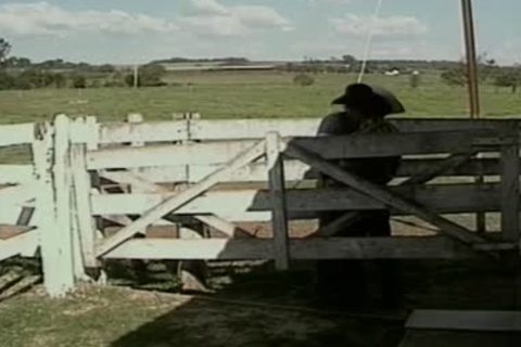gay Cowboys In Brokeback fuck And suck