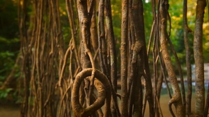 Men: Jungle Jizz and Twink Satisfaction